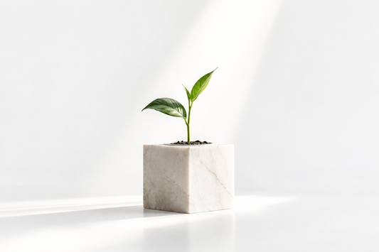 A green shoot growing from an ivory stone planter beneath light, symbolizing human cultivation and growth given by God